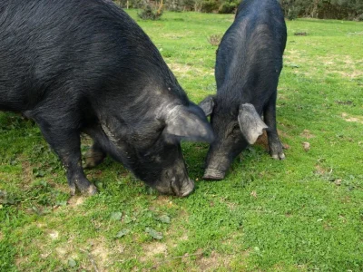 50542079_291093304942271_109387203506864128_n-1024x768