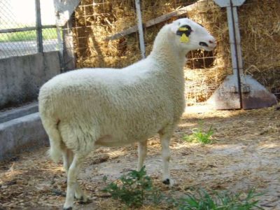 provato-fili-florinas-pelagonias